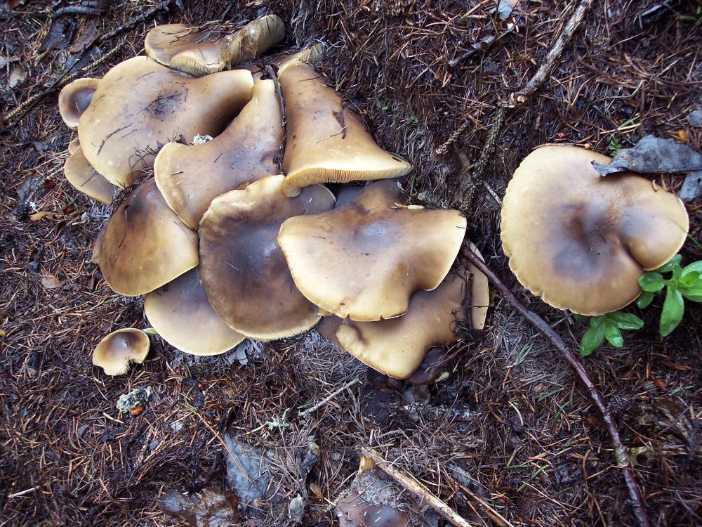 primi funghi  a Gressoney v.a.